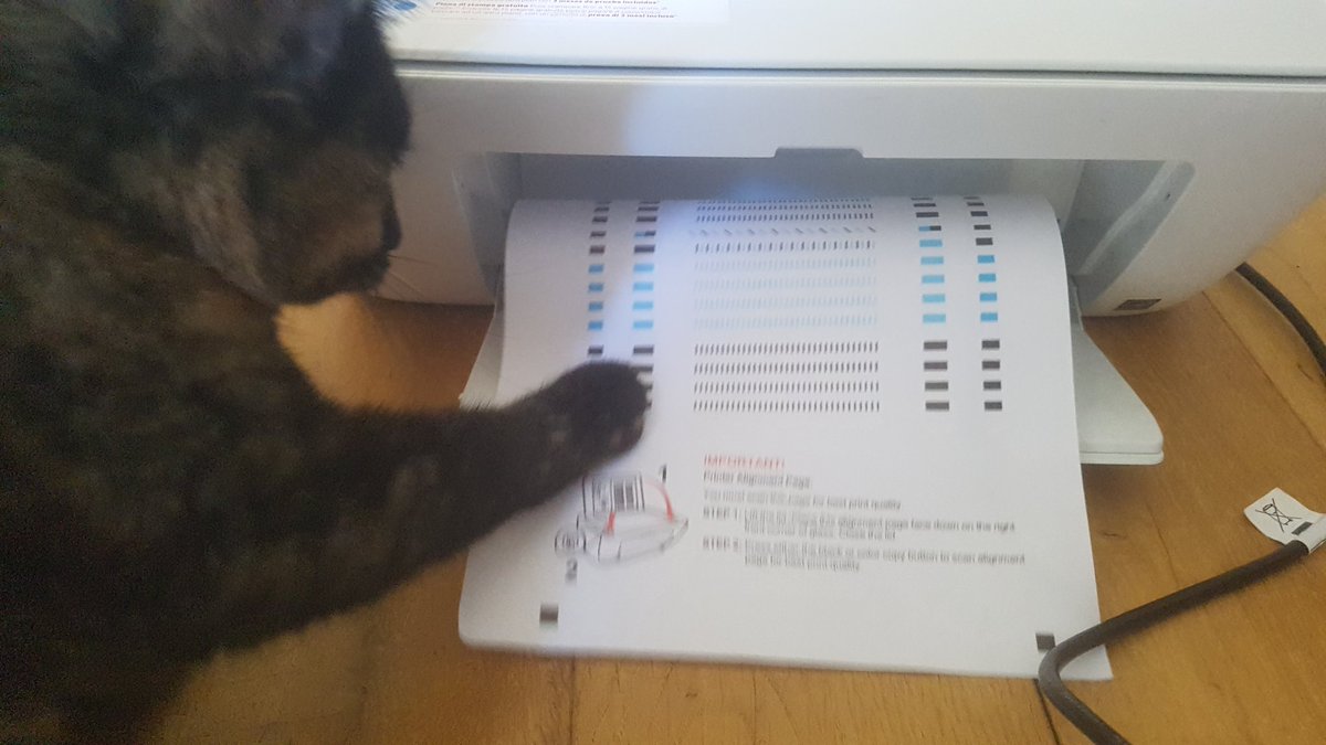 This isn't our cat vs our printer