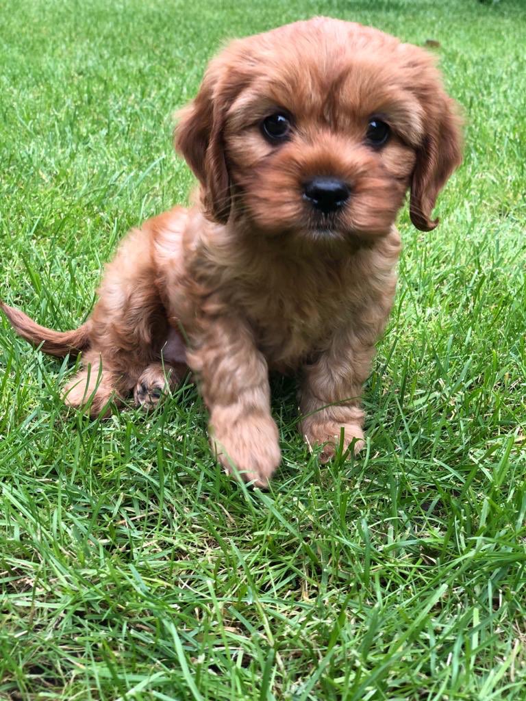 AndrewBatterto1's tweet photo. New member of the household... I thought potty training was behind us... 💩🤢but worth it... https://t.co/dnZtmxz92c