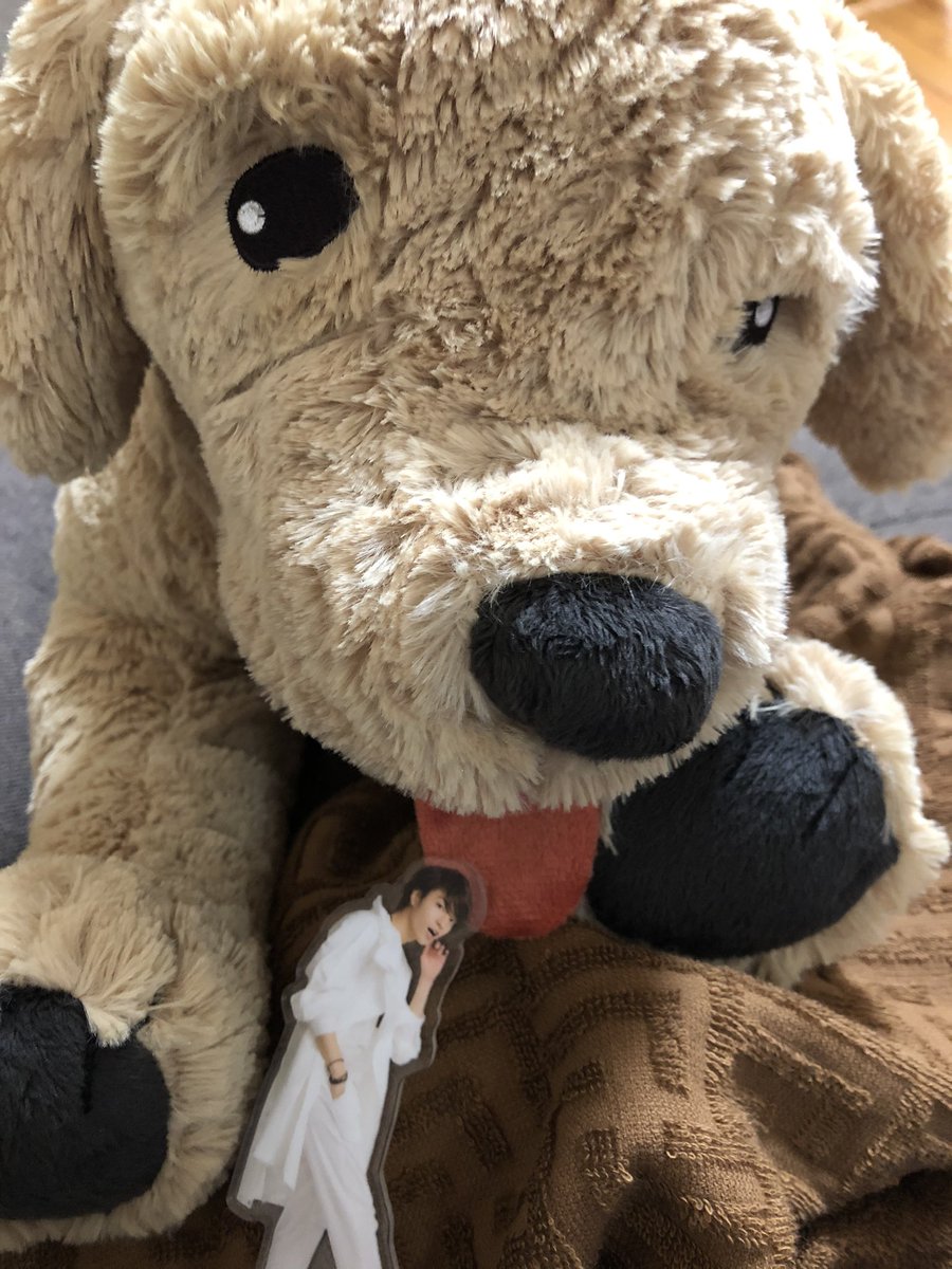 S美 A Twitter 今日は4ヶ月放置していたjdのアパートの部屋の様子見 教科書やpcなどを取りに車で行ってきまして 帰りにこれを買ってきた サメの相棒ができたよ とりあえず実家で愛でる T Co Ex8fc8v5vg