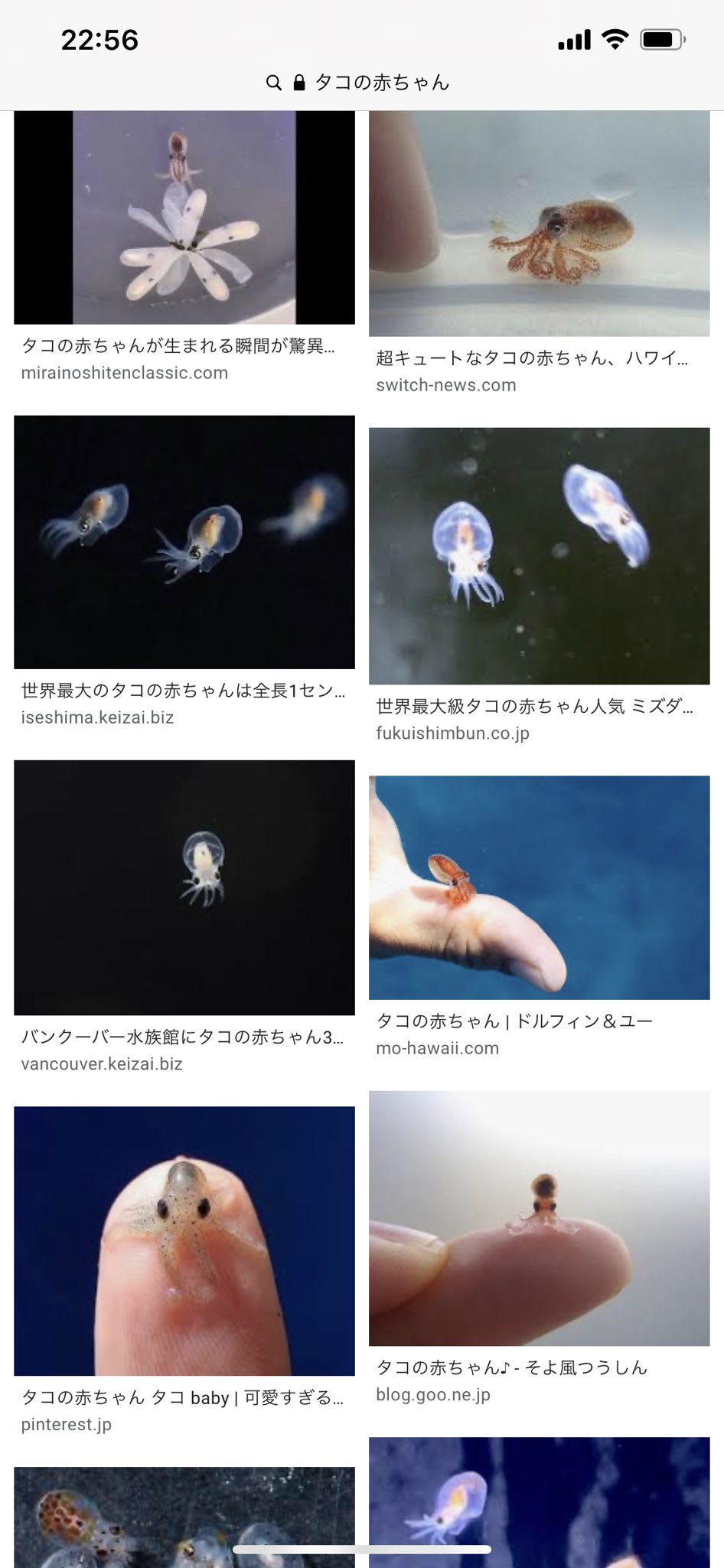 たぁしゃ Al Twitter ウツボの赤ちゃんも可愛いしタコの赤ちゃんも可愛いよね T Co 4n01ydflkb Twitter