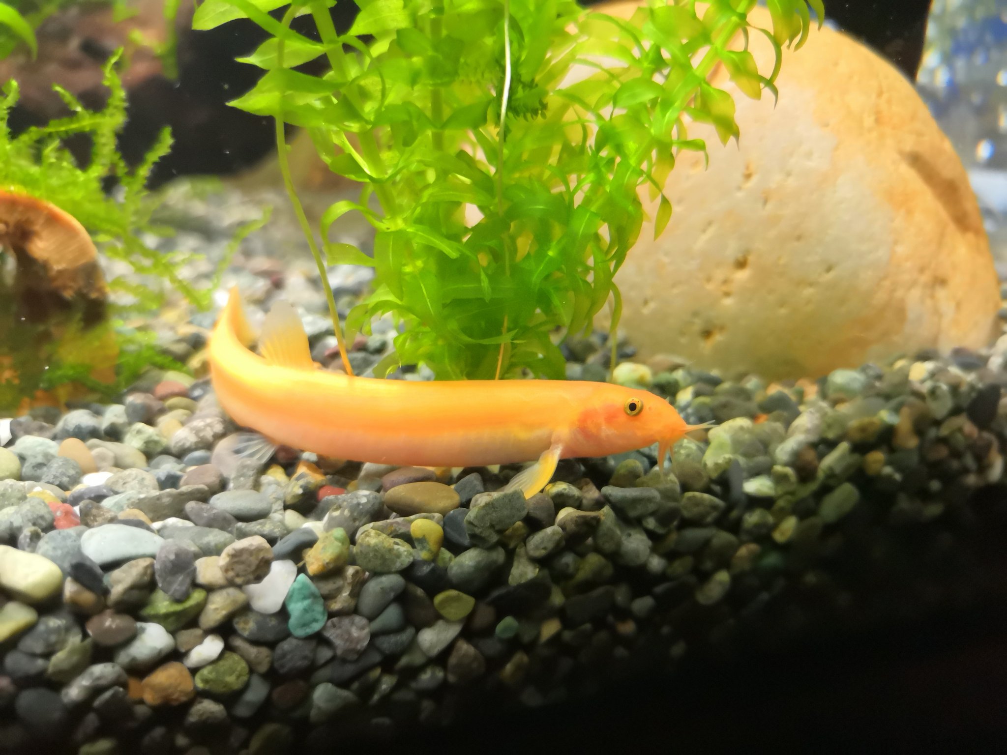 なぽぽ えぬぴ あと 3週間前くらいに ドジョウを金魚水槽に仲間入りさせました ヒドジョウっていう黄色い子だよ おとぼけ 顔がとってもかわいいよ T Co 6afuwaqvwt Twitter