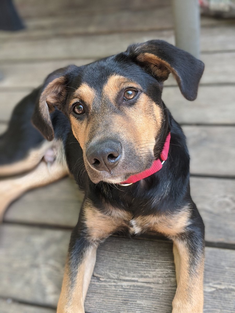 maggie_cummings's tweet photo. Sunday morning coffee on the deck with this sweetiepie.
Say boozhoo to Niizh
(Say hello to Niizh)
(Niizh means two in Anishinaabemowin)
We got him just over a month ago and he's been a great addition to #TheMnMPack
He is Aussie + German shepherd mix
#RezDog
#Nimosh https://t.co/pXr7820G67