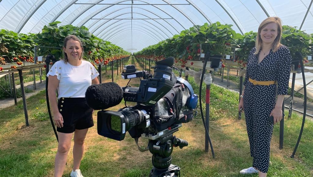 Catch me on BBC News today at teatime and 10pm! 🍓📺  #BBCNews #BackBritishFarming #StrawberryFarmer