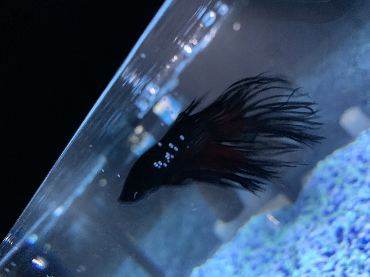 Ian_A_MacDonald's tweet photo. Welcome the newest #TeamMacDonald family member #PhilipSeymourFishman ! We now have #JerryTheDrivewayFish upstairs, Philip downstairs and #Onyx everywhere. https://t.co/bSRJ6TZ5WN