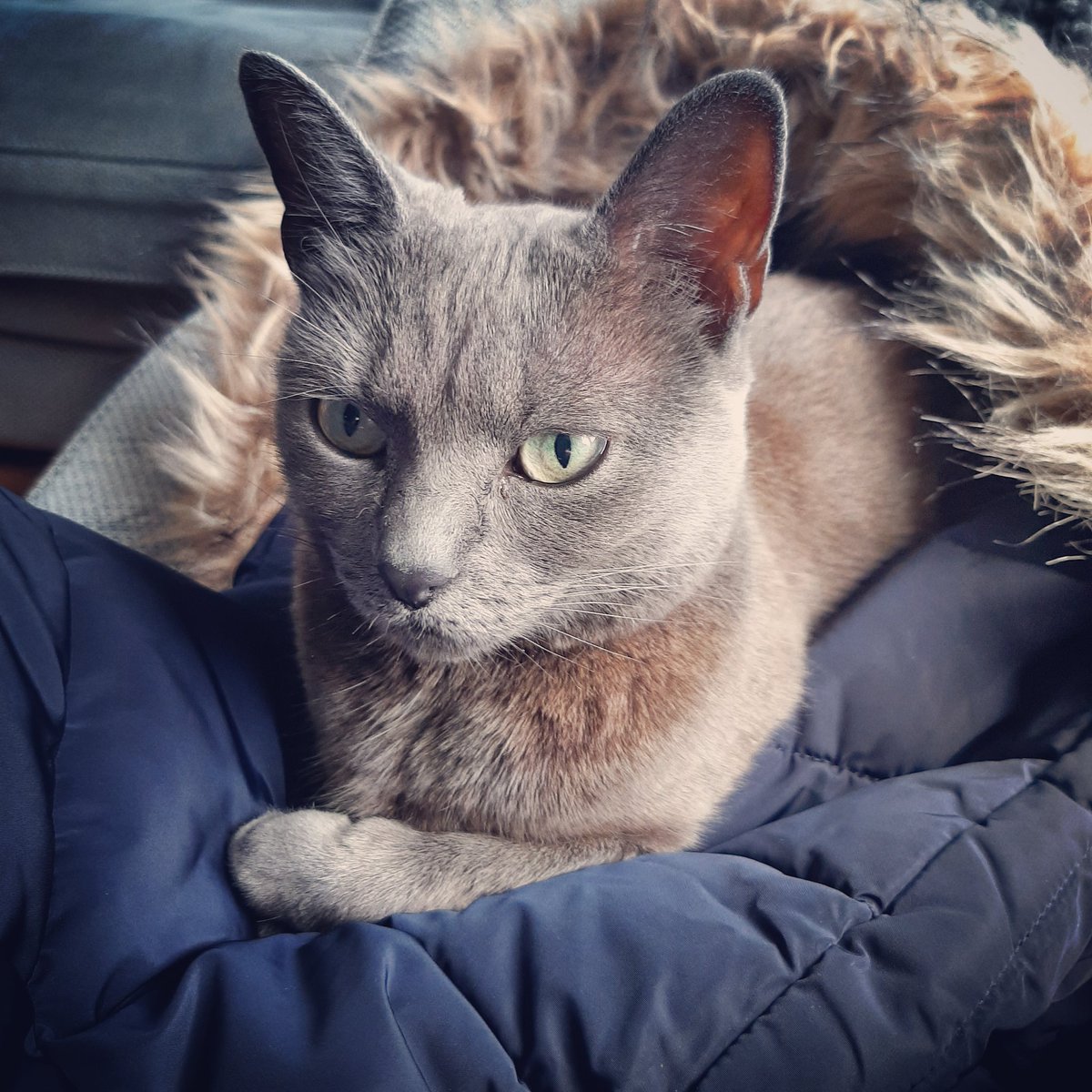 Poppy_beantoes's tweet photo. Stopping the human going for a walk &amp; reminding her how pretty I am #CatsOfTwitter #Cat #catslife https://t.co/CoVcpVyKBv
