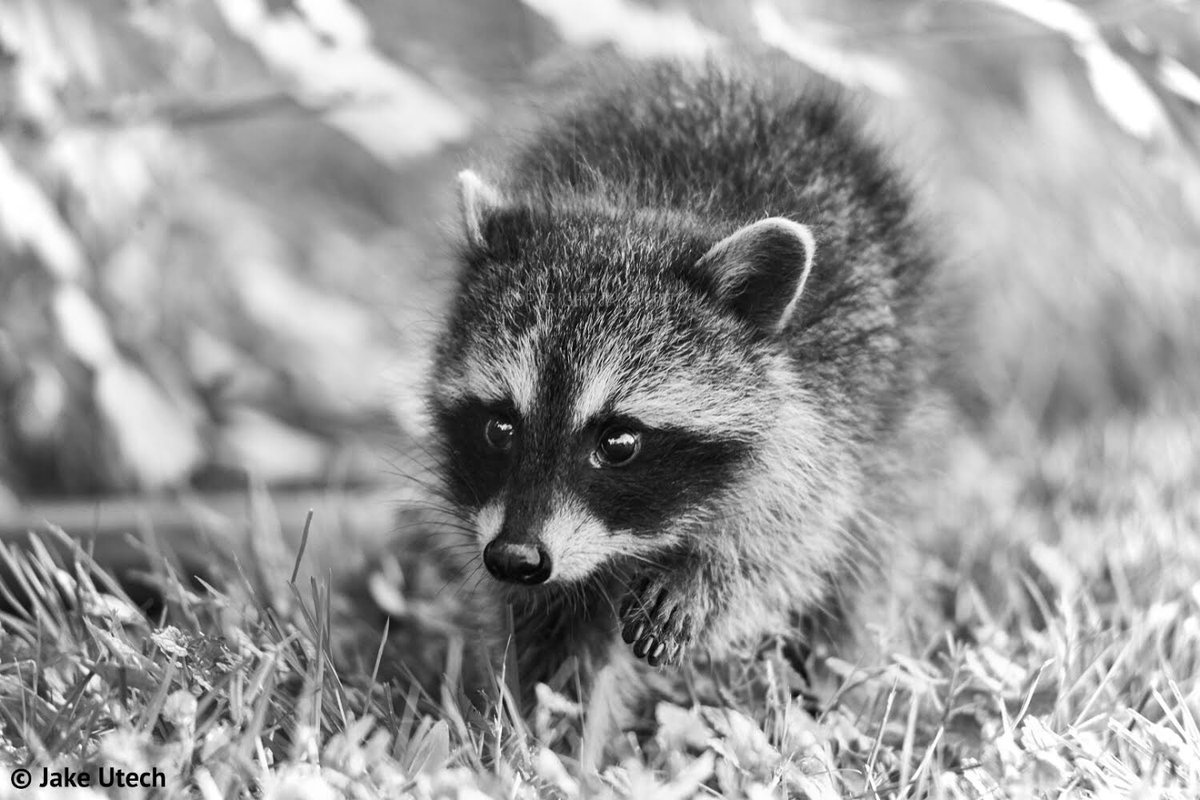 JakeUtechPhoto's tweet image. This cute little guy was just roaming around in my backyard. I kept my distance and used my Tamron 150-600mm lens to snap a few shots.

#photography #wisconsin  #raccoon #wildlife #wildlifephotography