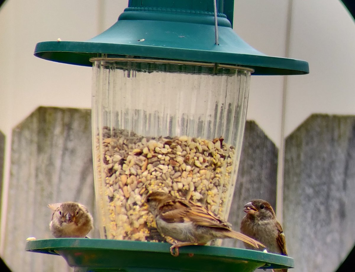 while it may seem a simple mission, there is an obstacle in his way: the unruly Sparrow Gang. these are some shitty birds. they crowd the feeder in massive swarms, look indistinguishable from one another, are an invasive species, and are aggressive to other small birds