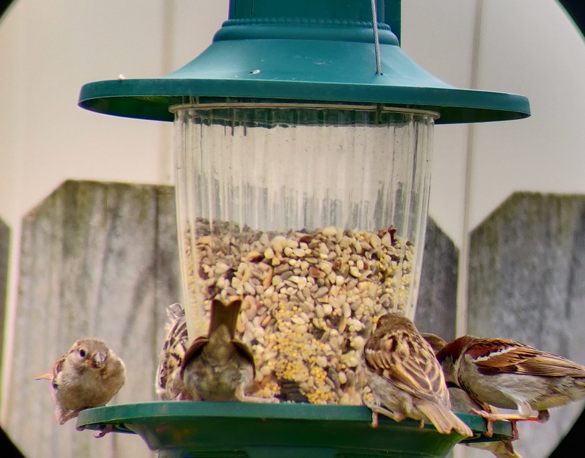 while it may seem a simple mission, there is an obstacle in his way: the unruly Sparrow Gang. these are some shitty birds. they crowd the feeder in massive swarms, look indistinguishable from one another, are an invasive species, and are aggressive to other small birds