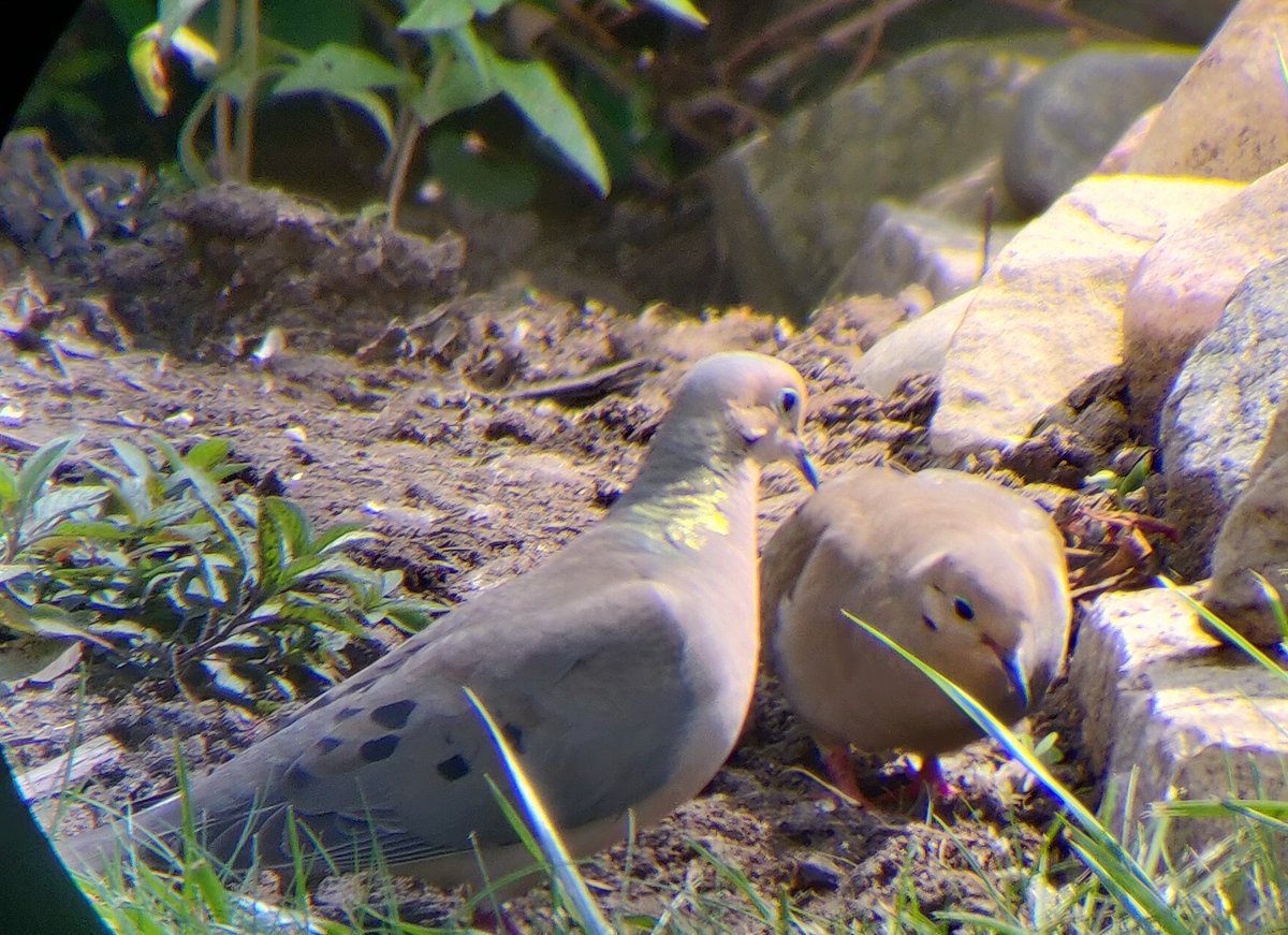 who needs to worry about sparrows when there's perfectly good food on the ground tho? these are Mary and Michael the mourning doves. they just chill out on the ground and pick at whatever the boys above drop down. and also chase out other doves when they see them