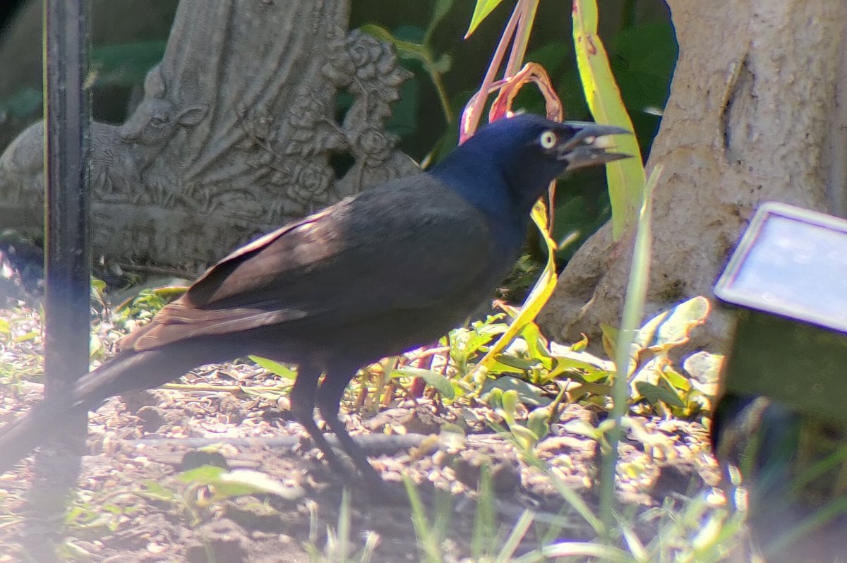 but this guy is a wild card. this is marty the grackle. usually he just chills on the ground but other times he& #39;ll dive bomb the feeder and tell all the sparrows to eat shit. I respect marty even tho grackles are kind of a pest species