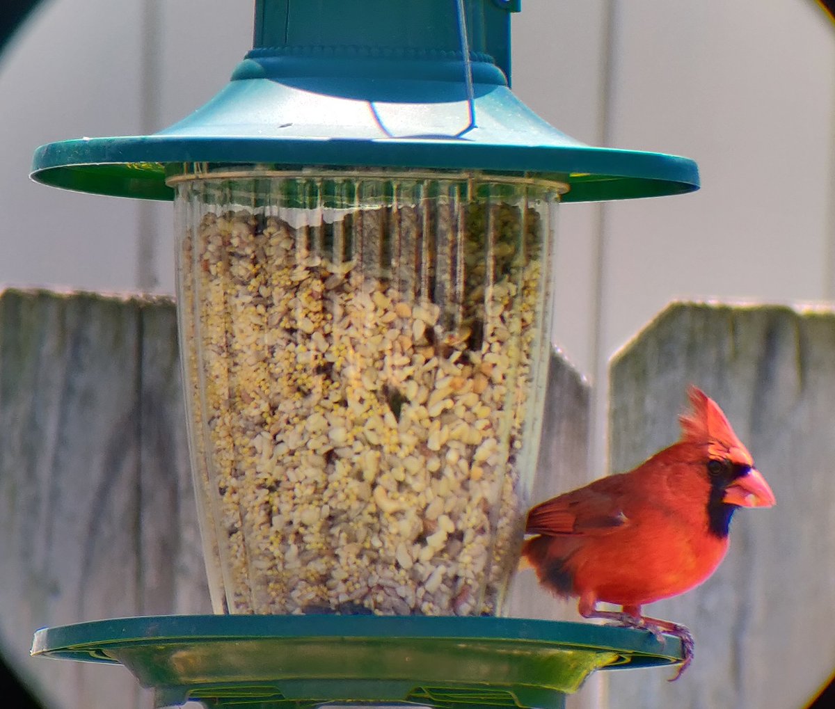 and sometimes when the feeder is quiet this cardinal pair will make an appearance. let's call them Amadeus and Amanda. they are very cool and pretty birds who never do anything wrong.