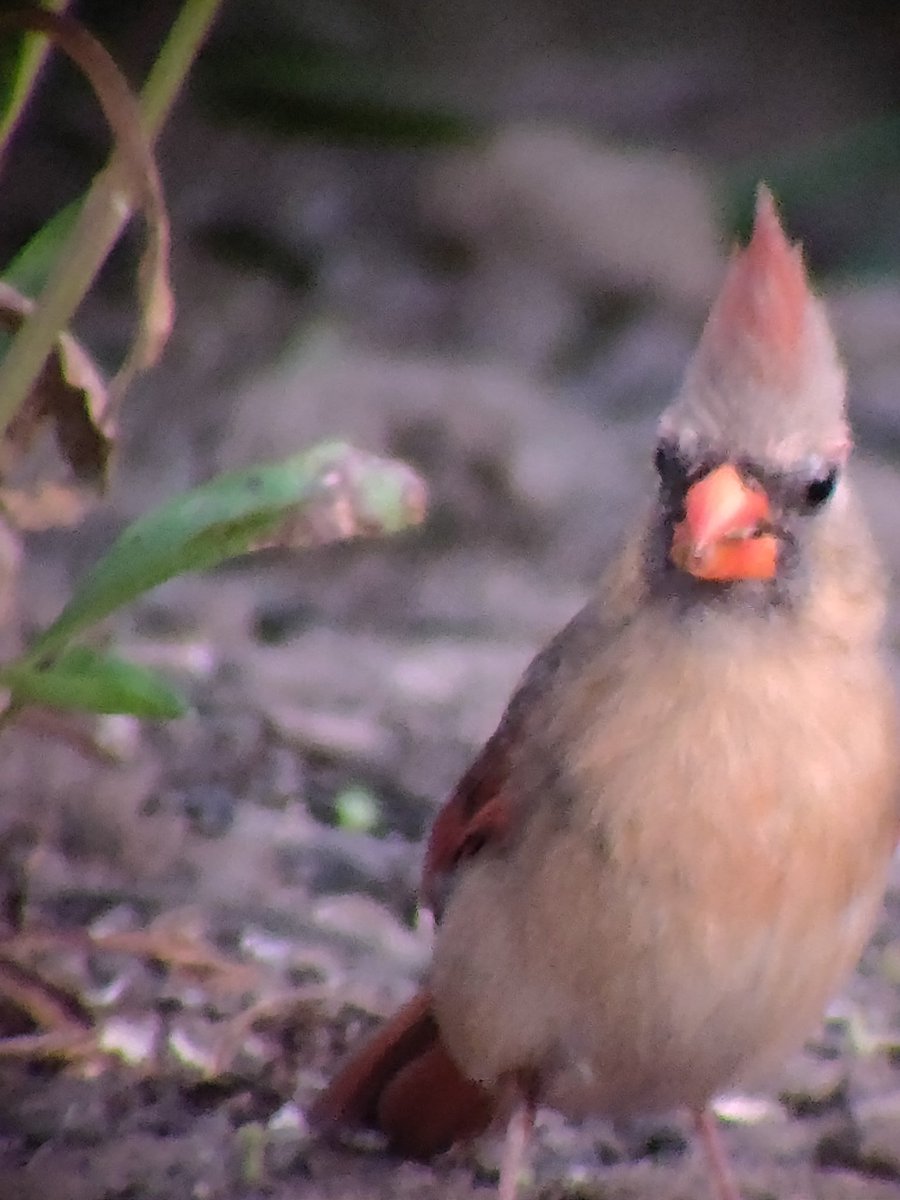 and sometimes when the feeder is quiet this cardinal pair will make an appearance. let's call them Amadeus and Amanda. they are very cool and pretty birds who never do anything wrong.