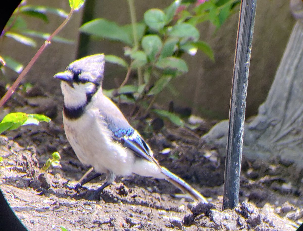 next we have Mordecai the blue jay get it haha regular show reference lol. anyways he will make very occasional, brief visits and pick stuff up off the ground real quick before heading out. one time he was chased out by a screeching oriole. dudes got drama going on