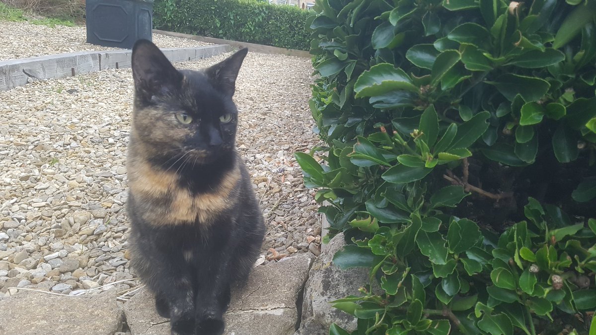 This isn't our cat just gave me a 20 minute runaround, with half the street leaning out their windows in stitches, trying to get her back to the person whose cat she is