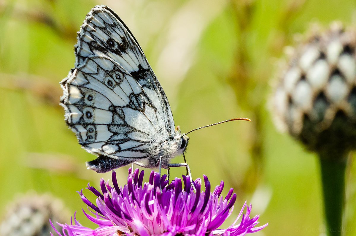 JGuenioui's tweet photo. Marbled pleasures & knapweed endeavours. I finally found a spot where this species would stay still for 5 secs! #30DaysWild #CommonKnapweed #MarbledWhiteButterfly #wildflowerhour #AbbotstoneDown @WildlifeTrusts @savebutterflies @BSBIbotany @30DaysWild @VisitHampshire https://t.co/GOYi4QM1zt