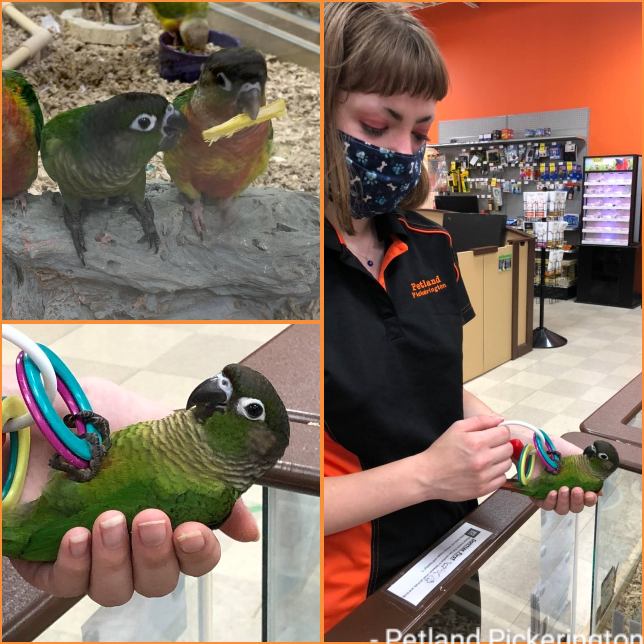Petland parrots sale