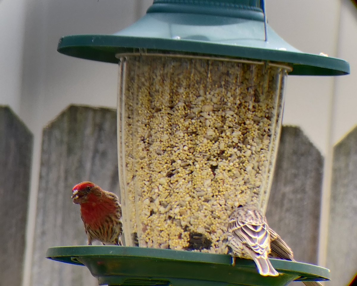 here we go I'm making a thread of all the characters in my currently unfolding backyard soap opera. I'm gonna start with our protagonist, simon the house finch. he is a man with one simple mission: to get some food from the feeder and live a good life.