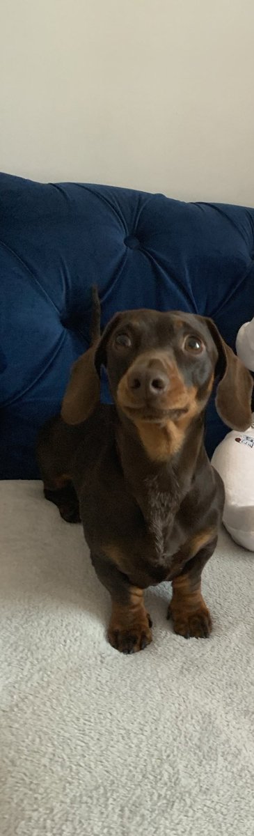 sophiewoodsss's tweet photo. ❌❌ RT PLS SAUSAGE DOG MISSING ❌❌

Our little dog Dave has went missing. He’s running round Kilmarnock somewhere but we haven’t had sight of him since around London Road area. If anyone sees him can they please pick him up and bring him home https://t.co/vKUBaD6G3Q