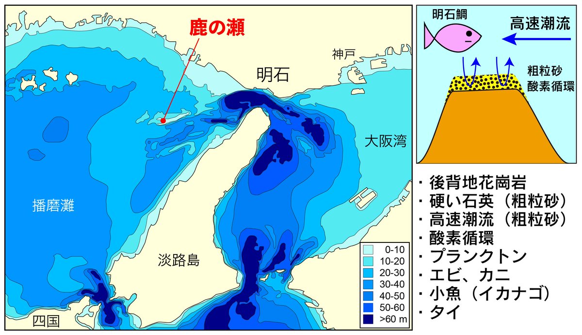 巽好幸 On Twitter 鹿の瀬の水深はわずか２mの所も干潮時に鹿が小豆島や淡路島まで歩いて渡ったとの言い伝えが名前の由来 日光が届くため海藻の茂る藻場を形成 小魚の絶好の隠れ家に イカナゴが湧くと言われ 海の穀倉地帯 と呼ばれることも 鯛のほか タコ