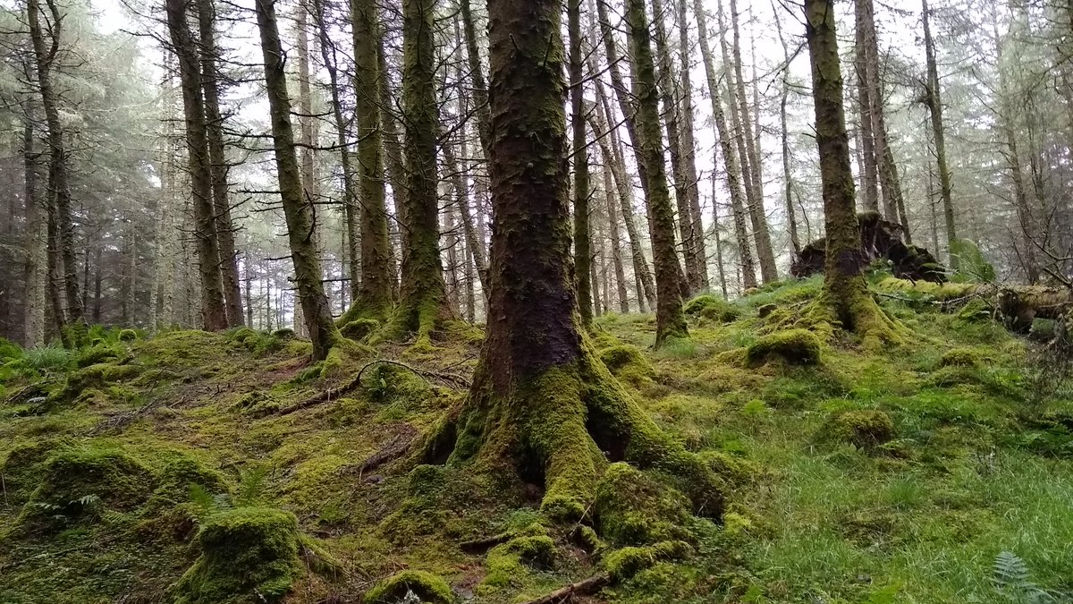 forest_dynamics's tweet photo. Rainy day at Inverawe among thinned Sitka spruce and Japanese larch, one Sitka around 41m in 50 years, no need to avoid arrows today. https://t.co/dBNqJP4Y8J
