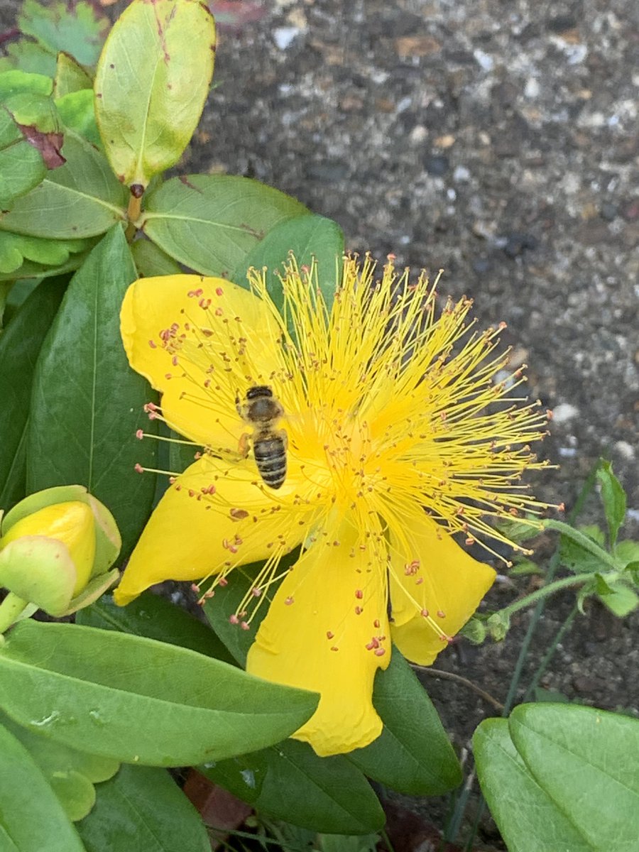 our12in12's tweet photo. Insects

Day 29 of the 30 Days Wild

Inspect
an insect
and you’ll see
how perfect
it can be.

Listen,
and hear
the tiny song
it sings,

as bits of rainbow
glisten
on its wings.

Tony Mitton

Enjoy your daily exercise. 

#30DaysWild #12in12 https://t.co/XElpuRWlF0