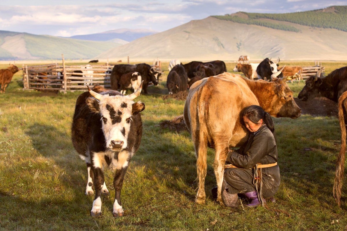EnjoyMongolia's tweet photo. 𝕸𝖔𝖓𝖌𝖔𝖑𝖎𝖆 -𝔗𝔥𝔢 𝔩𝔞𝔫𝔡 𝔬𝔣 𝔑𝔬𝔪𝔞𝔡𝔰⠀😍🇲🇳

#seemongolia #travel https://t.co/lkmquWk97D