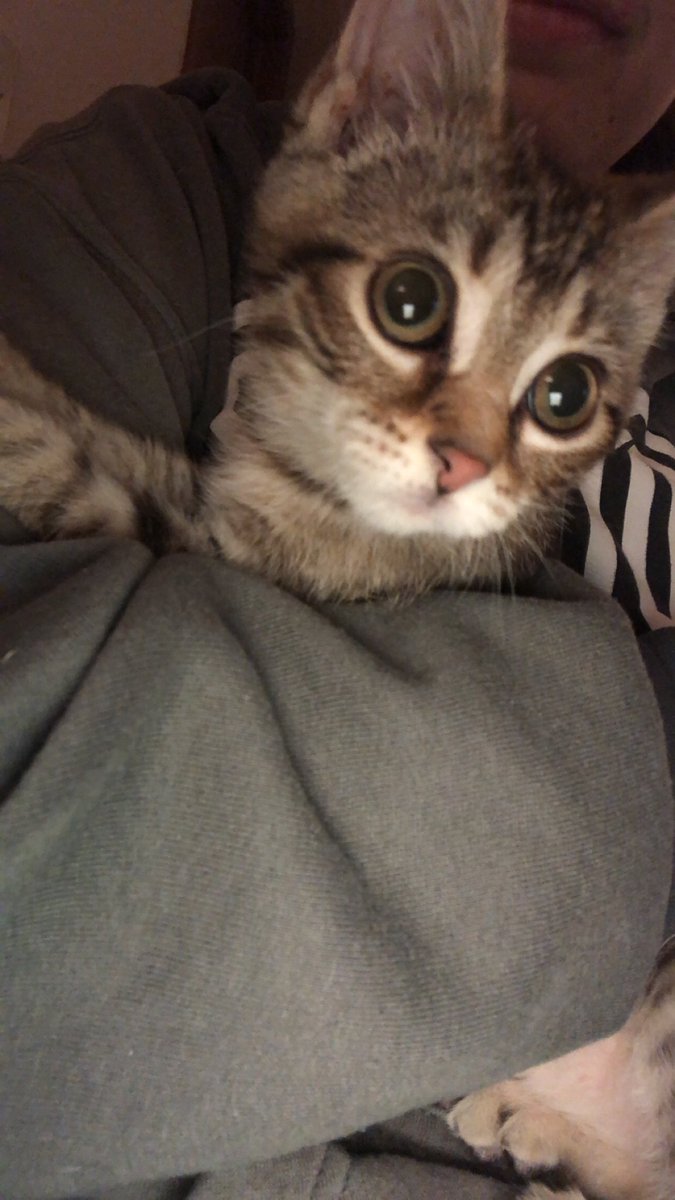 SarahDardis's tweet photo. @gabrielzamora Winnie 😽 https://t.co/b6YZGpha4t