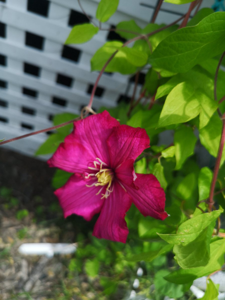ValMackinnon's tweet photo. First time my Clematis have bloomed. https://t.co/FCNRNhGo33