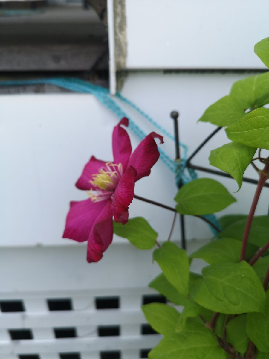 ValMackinnon's tweet photo. First time my Clematis have bloomed. https://t.co/FCNRNhGo33