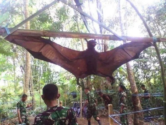 ArafiVlogs's tweet photo. Human sized bat in Philippines looks creepy.. Yay.. https://t.co/x57EVfzmJp