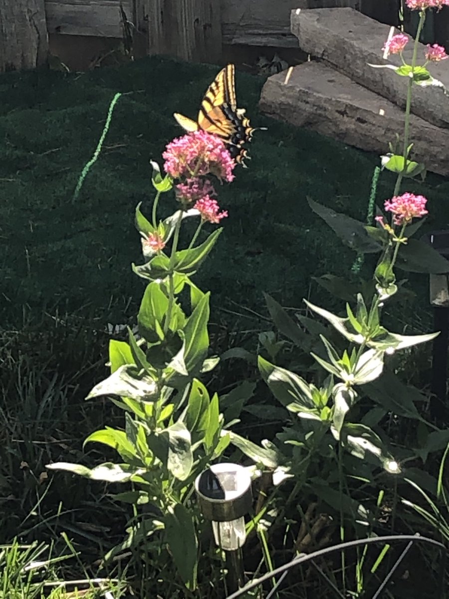 Backyard butterfly. So pretty! #nature #butterfly