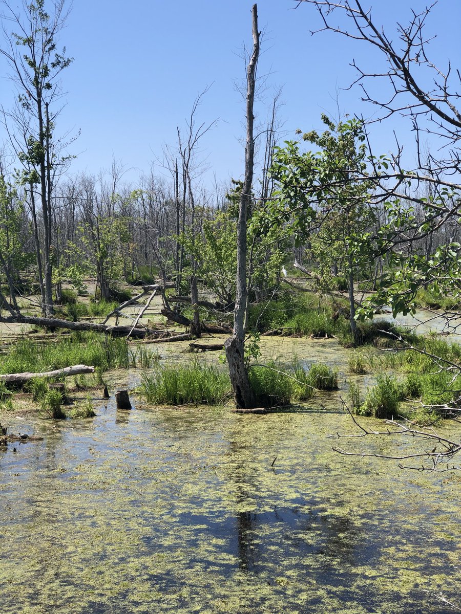 TheLawofWork's tweet photo. There’s a surprising super cool swamp hidden on the #MilleniumTrail in PrinceEdwardCounty.

Can you spot the Heron? https://t.co/xCCN98s3Zc