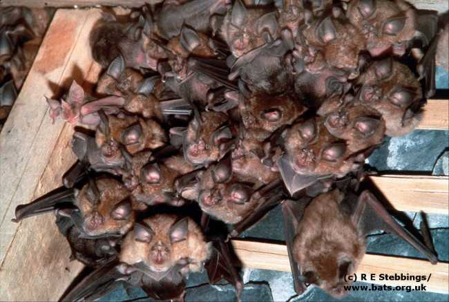 _BCT_'s tweet photo. Bats are fascinating animals – there are over 1,400 species of bats in the world, and more are still being discovered. Bats account for more than a quarter of mammal species in the UK and around 20% of all mammal species worldwide. https://t.co/jUduquwgg8 https://t.co/sRrjqINbfG