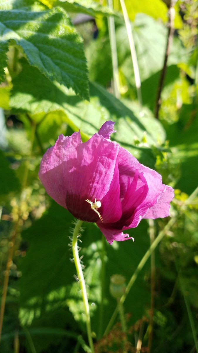 Poppy #FlowerPower & #SayHelloToMyLittleFriend ♡ #CrabSpider ♡