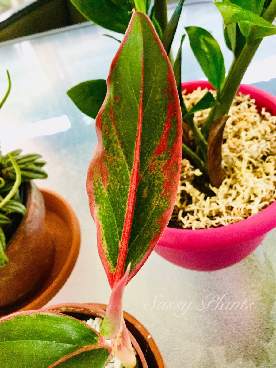 That #leaf though.. 😍❤️🍁 #AglaonemaSiamAurora #Aglaonema #ChineseEvergreen #Arum #Tropical #Plants #Nature #Photography #Foliage #Plant #RedLeaf #SassyPlants #SassyPlantsCanada #Ontario #Canada 🦋