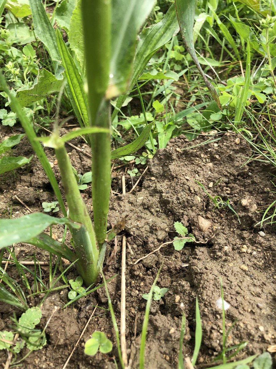 How is this corn (just under a foot high) already producing?????