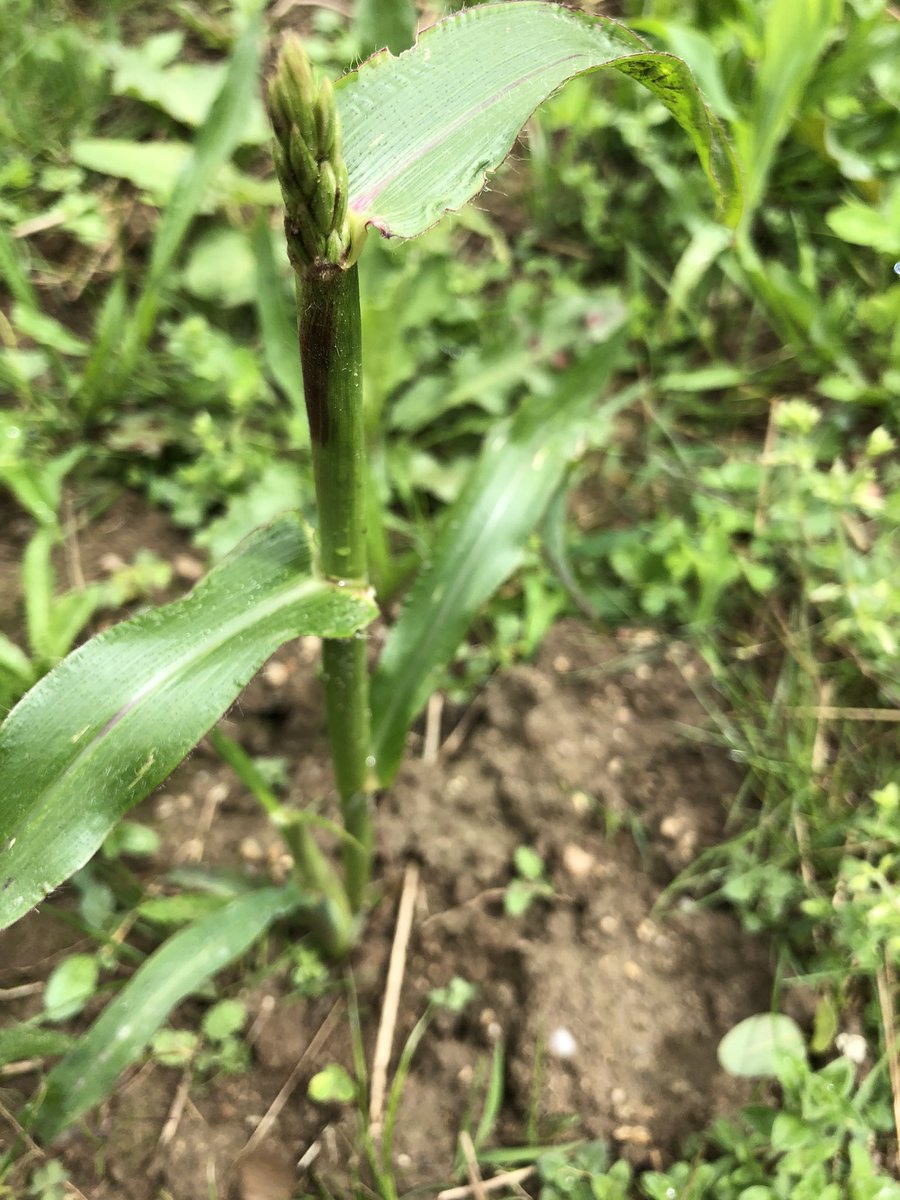 How is this corn (just under a foot high) already producing?????