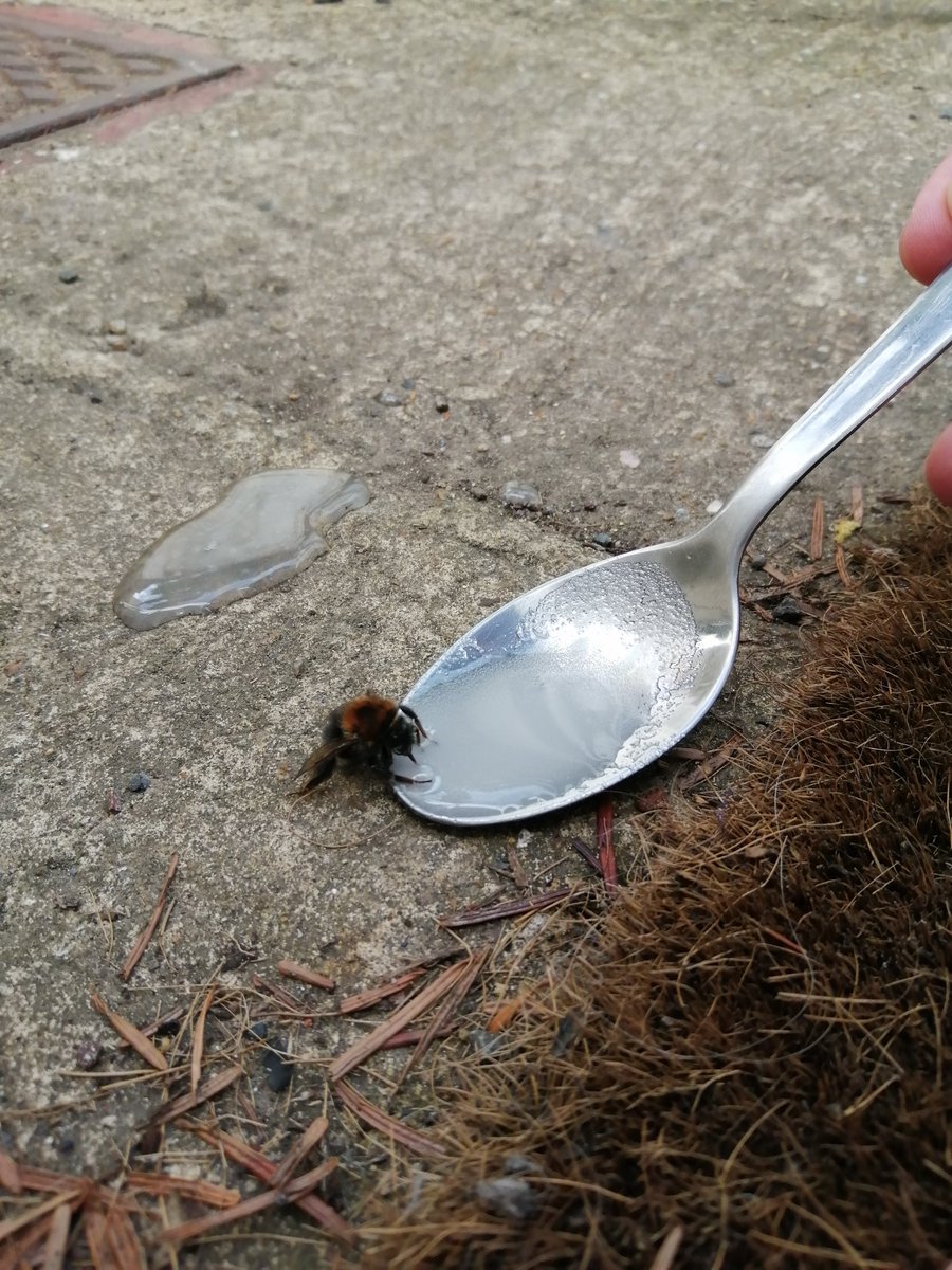 hdubz24's tweet photo. Mission save the bee https://t.co/3hH17mUs0P