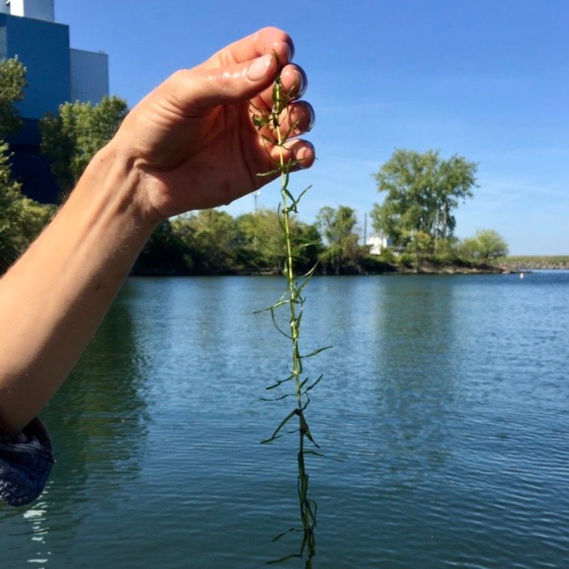 clevemetroparks's tweet photo. New adventures each day! Tune into Cleveland Metroparks Virtual Classroom on Facebook Live each weekday at 1 p.m. to #explore the Emerald Necklace with our team of naturalists &amp; outdoor recreation experts. https://t.co/VGq21iNwIi 🐢 #TimeToExplore https://t.co/tMEQQlyck8