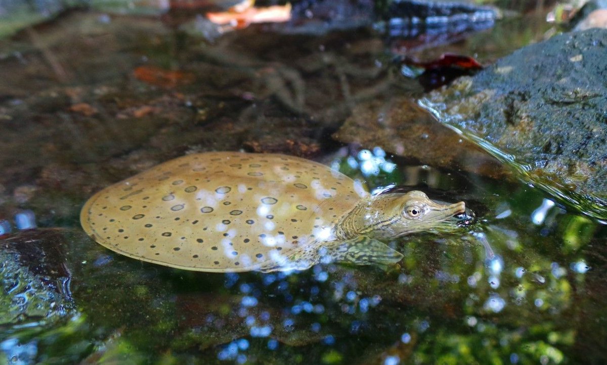 clevemetroparks's tweet photo. New adventures each day! Tune into Cleveland Metroparks Virtual Classroom on Facebook Live each weekday at 1 p.m. to #explore the Emerald Necklace with our team of naturalists &amp; outdoor recreation experts. https://t.co/VGq21iNwIi 🐢 #TimeToExplore https://t.co/tMEQQlyck8