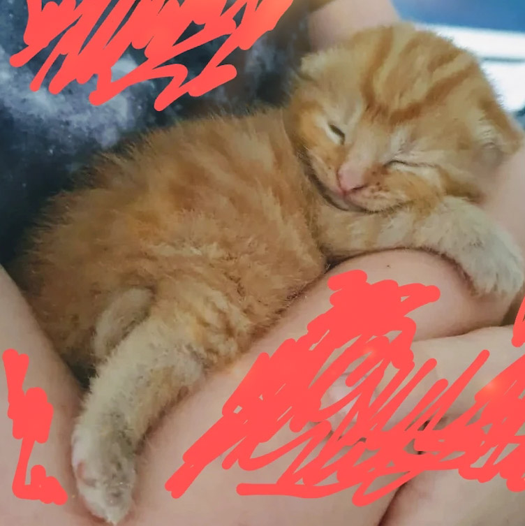 mariafloridia's tweet photo. Waiting to meet our new kitten on 4th July #AlanFloridia https://t.co/tiZKSCmiEa