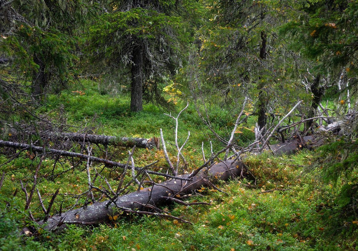 Kimmo Ohtonen: Luonnon hyvinvointivaikutus kaipaa uudelleen määrittelyä:
 Tutkimusten mukaan jo 15-20 minuutin oleskelu metsän keskellä laskee verenpainetta ja auttaa palautumaan stressistä. 
 | Minska Vieraskynä bit.ly/2ZP4UGG

#Luonto #Ulkoilu #Stressi