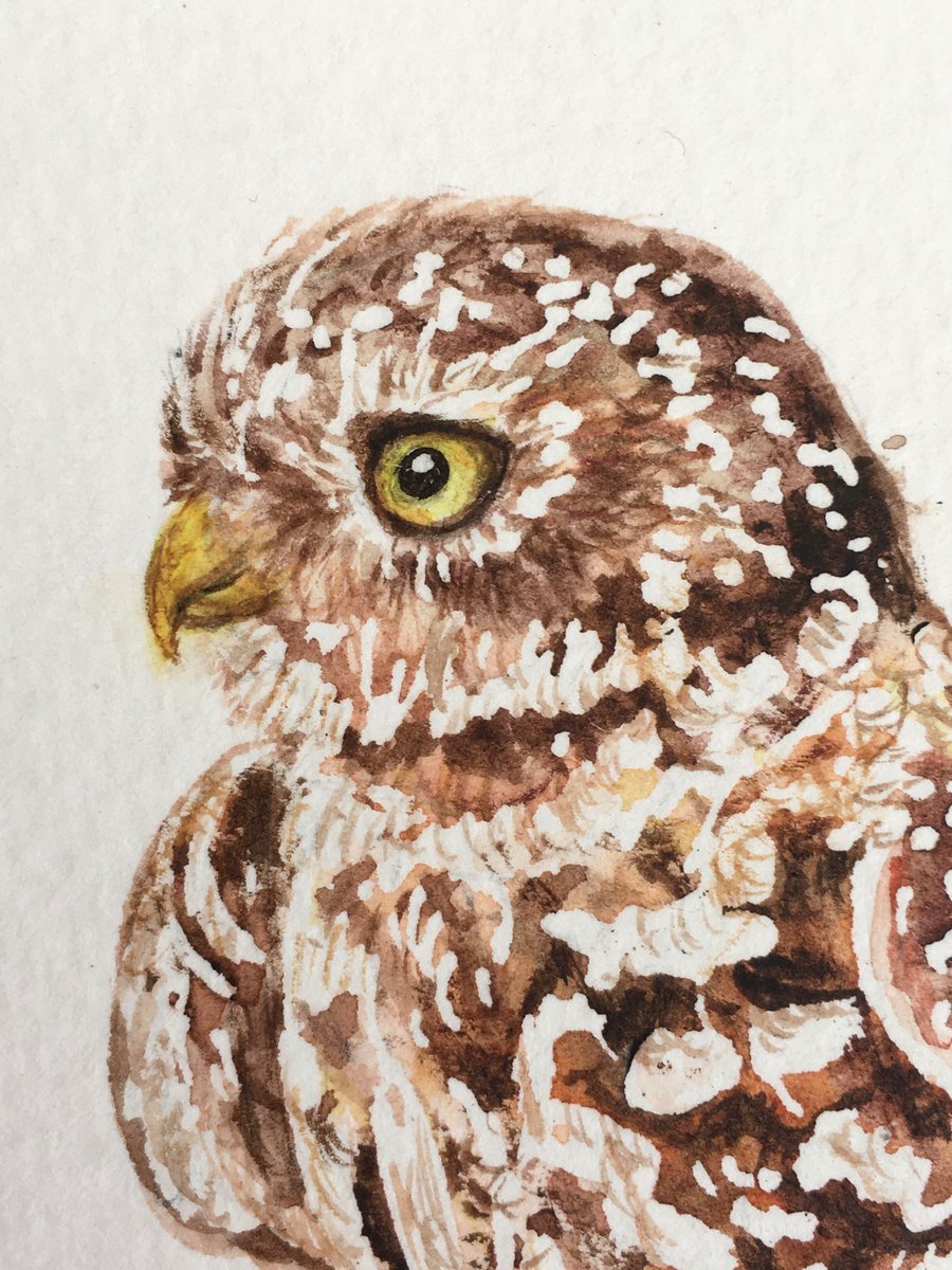 🎨 Sunday chill with my watercolours. I painted this Little Owl and think he is a little cutie so thought I would share. ☀️ Hope you are all keeping safe and well. Dx 🦉#littleowl #littleowls #owlpainting #owlwatercolour #watercolourowl #naturearts #naturelovers 🌻