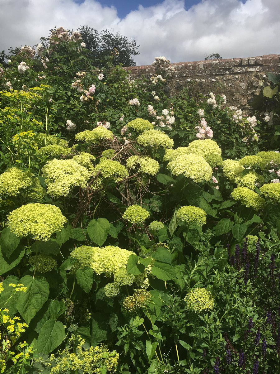 sussex_tours's tweet photo. Various white hydrangeas on display at Findon Place today!
#whitehydrangeas #hydrangeas @SussexWestNGS #NGS https://t.co/gdjoFMZlej