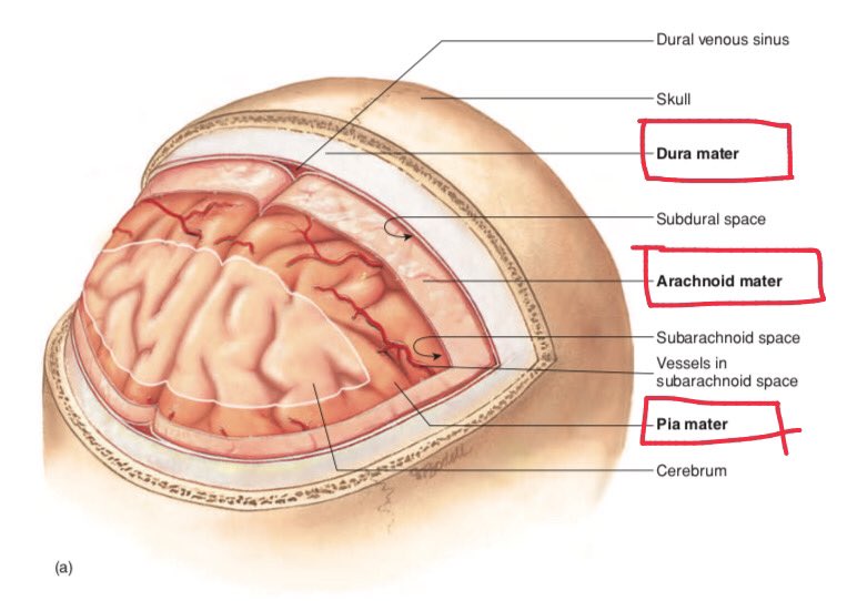 Сосудистая оболочка мозга. Паутинная оболочка головного мозга анатомия. Твердая оболочка головного мозга анатомия. Твердая мозговая оболочка головного мозга схема.
