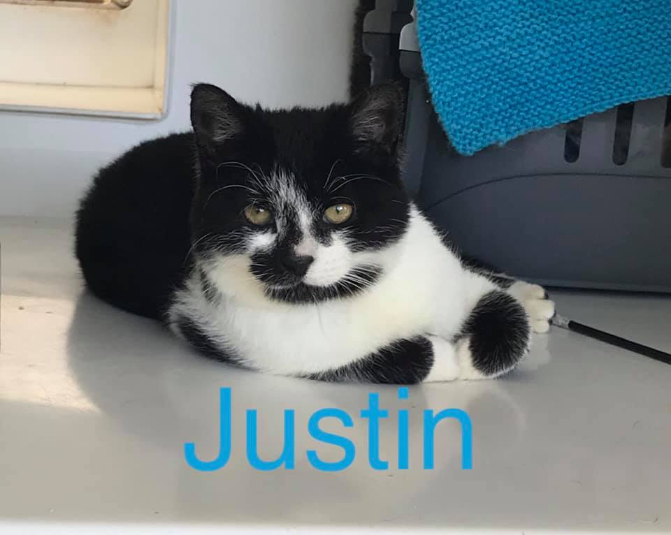 ark stubbington cats