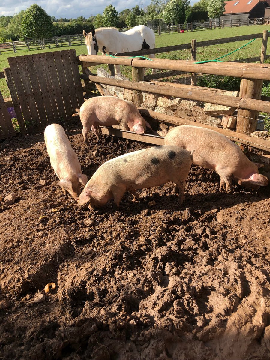 jimrson's tweet image. What a cracking way to spend a #sunday. all the animals fed and watered. Now for a late Sunday lunch. #smallholding #farming  ⁦@AmandaOwen8⁩  ⁦@CAupdates⁩ ⁦@downsman91⁩ ⁦@dickstrawbridge⁩ #PestControl ⁦@ShootingTimes⁩