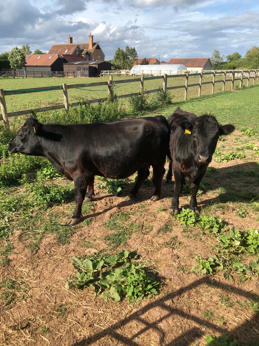 jimrson's tweet image. What a cracking way to spend a #sunday. all the animals fed and watered. Now for a late Sunday lunch. #smallholding #farming  ⁦@AmandaOwen8⁩  ⁦@CAupdates⁩ ⁦@downsman91⁩ ⁦@dickstrawbridge⁩ #PestControl ⁦@ShootingTimes⁩