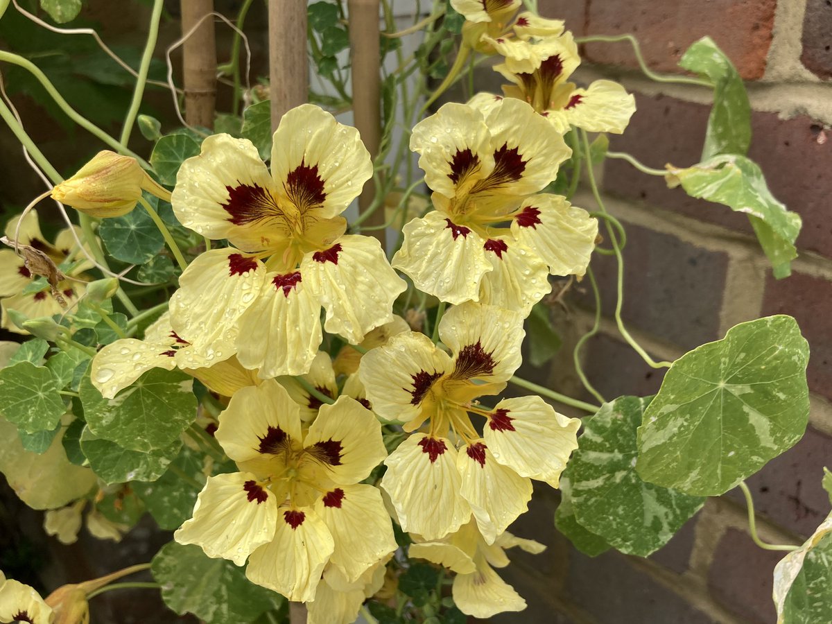 Nasturtiums still attracting the bees 🌼🐝 #Nasturtium #flower #bee #inthegarden #NationalInsectWeek