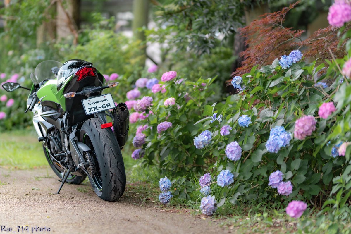 ナイトライダー あじさいとバイク Zx6r 越谷香取神社